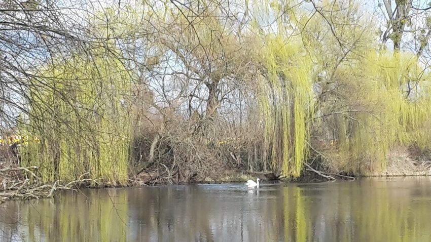 Uferböschung am See mit Trauerweiden im Frühjahr